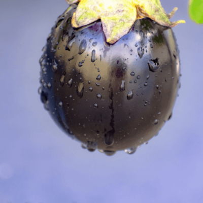 Brinjal (Baingan) Seeds – A Nutritious & Versatile Vegetable for Your Kitchen Garden 🍆🌱 - Image 2