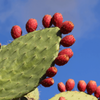 🌵 Prickly Pear Cactus (Hathla)– A Superfood for Health & Wellness