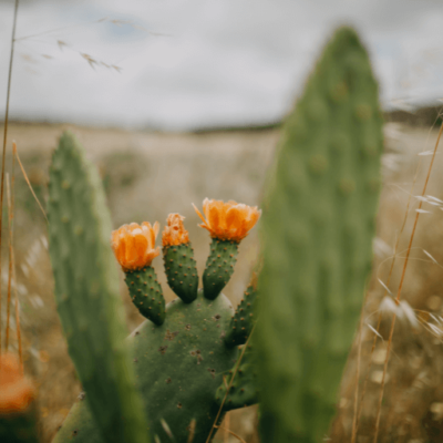 🌵 Prickly Pear Cactus (Hathla)– A Superfood for Health & Wellness - Image 4