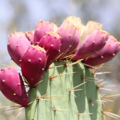 🌵 Prickly Pear Cactus (Hathla)– A Superfood for Health & Wellness - Image 5