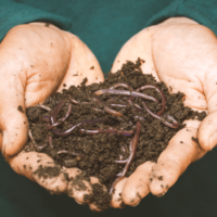 Vermicompost – Organic, Nutrient-Rich Fertilizer for Healthy Growth 🌱🌿