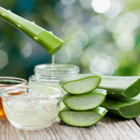 Aloe Vera Leaf – The Miracle Plant for Health, Skin & Wellness 🌿✨