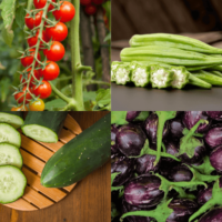 Combo Pack of 50 Premium Vegetable Seeds – Grow Your Own Healthy Kitchen Garden! 🌱🍅🥕